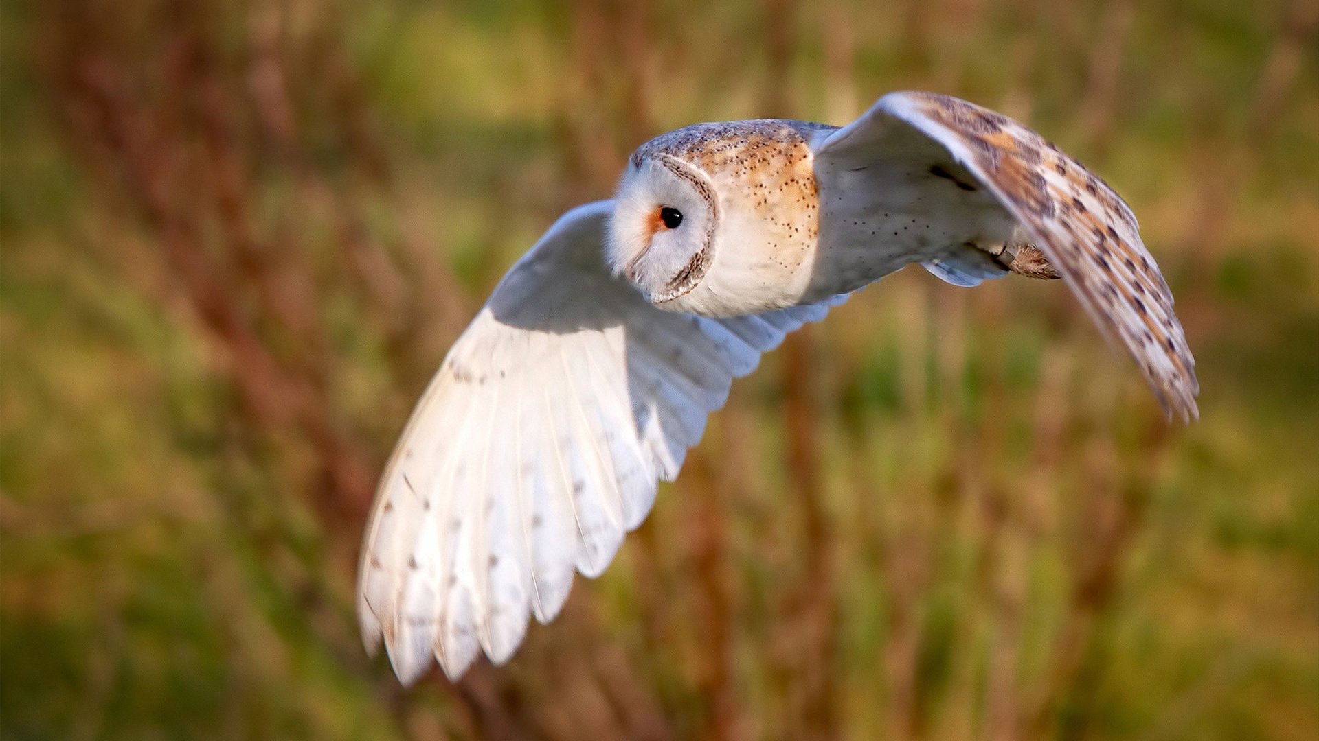 【规则演变史】台球比赛规则的发展历程与未来趋势，台球规则视频讲解