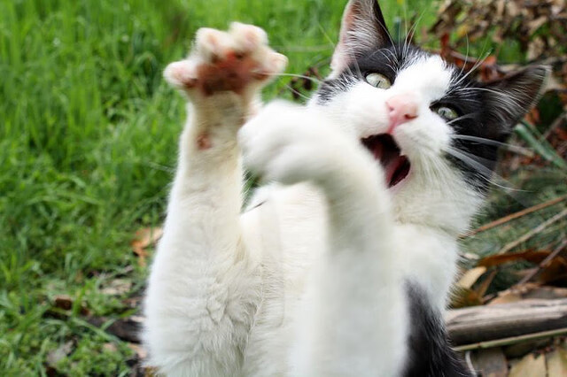 库里连续三分球命中：刷新联盟纪录的背后故事！，库里三分球大赛命中率