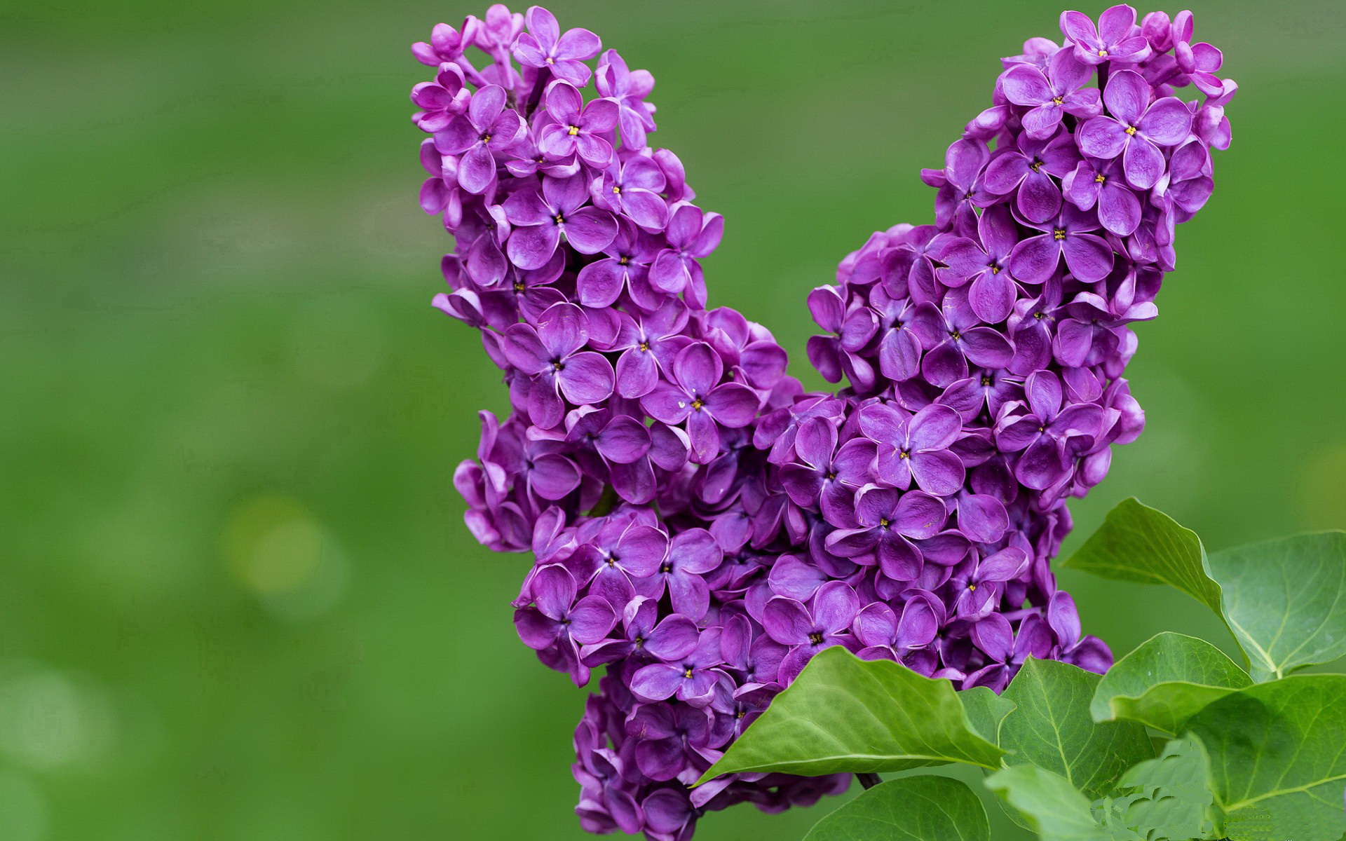 开yun官网-德甲：拜仁在客场4-0大胜门兴，积分领先优势扩大，德甲拜仁vs门兴